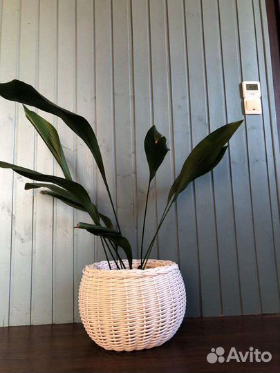 Кашпо для растений