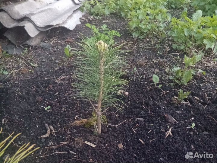 Вишня, саженцы, сосна