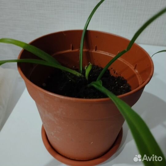 Комнатные цветы