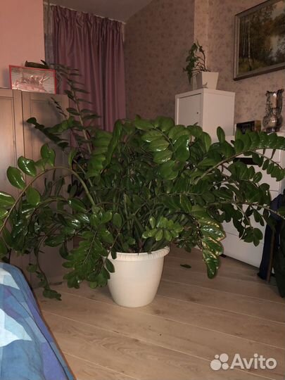 Продам цветок замиулькускас