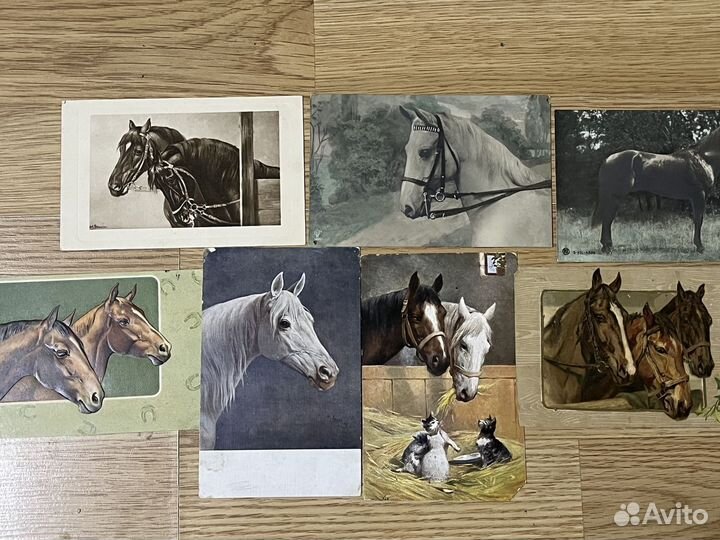 Старые открытки. Лошади