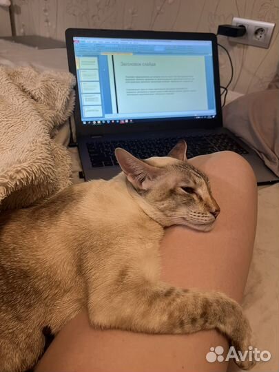 Передержка собак и кошек