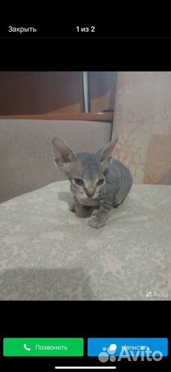 Сфинкс котенок