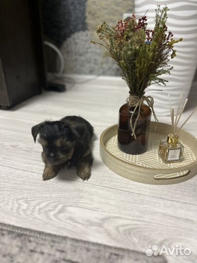 Йоркширский терьер мальчик