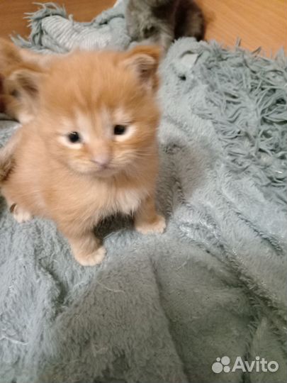 Котята мейн-кун