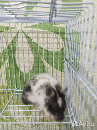 Сирийский хомяк бесплатно