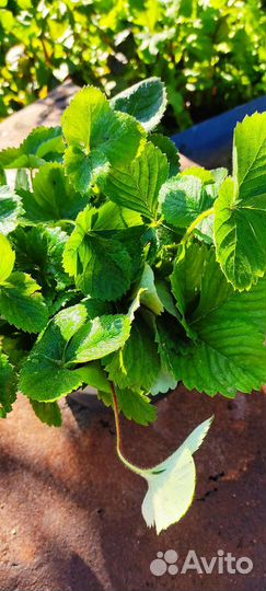 Рассада клубники мармелада