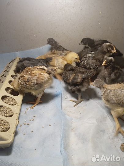 Домашняя птица