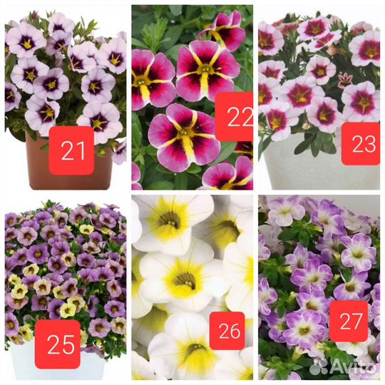 Калибрахоа