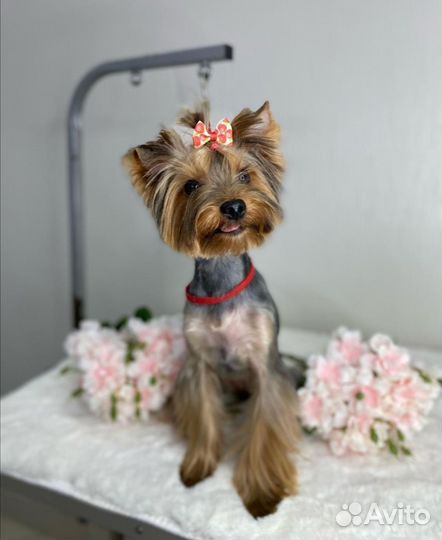 Йоркширский терьер