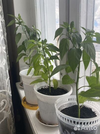 Перец комнатный острый