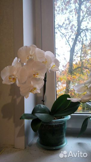 Орхидея фаленопсис белая