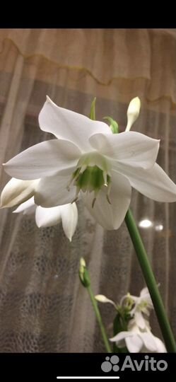 Эухарис- Амазонская Лилия