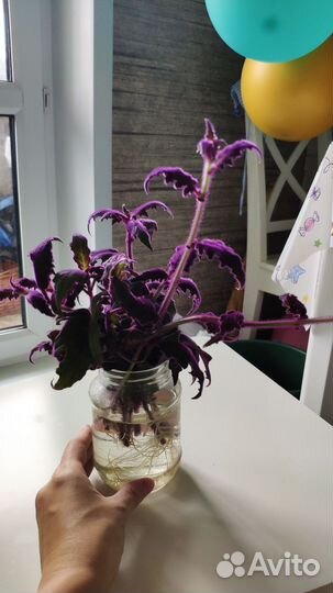 Гинура оранжевая