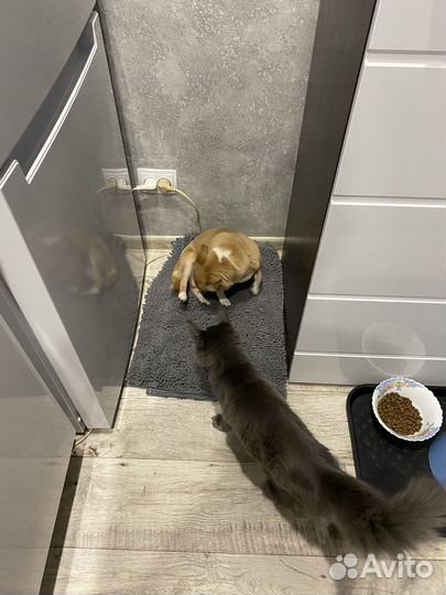 Передержка сабак и кошек