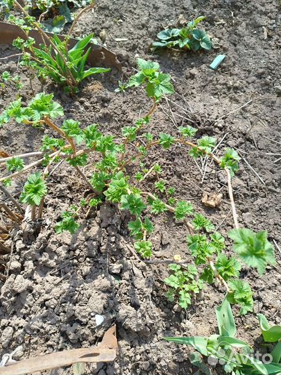 Смородина,крыжовник,плетистая роза,гортензия