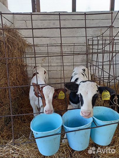 Продажа телят (бычки)