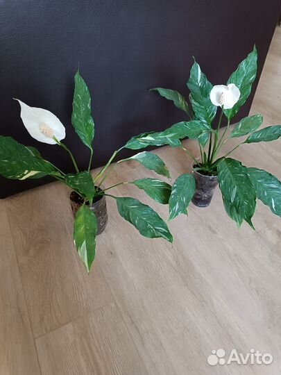 Цветы разные (часть 2) и семена адениума