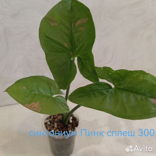 Комнатные растения