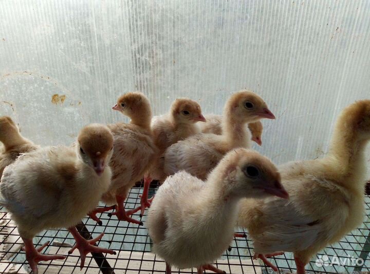 Цыплята, индюшата, утки