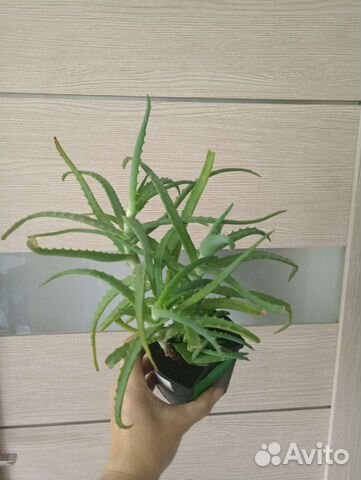 Алоэ столетник