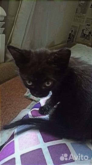 4 котёнка,1девочка белая,3мальчика черных