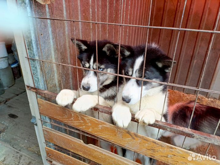 Щенки хаски