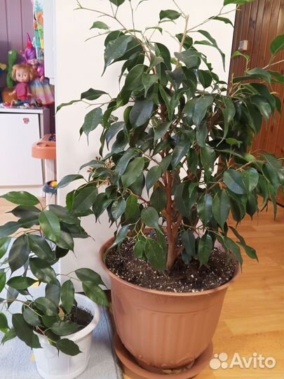 Фикус Бенджамина