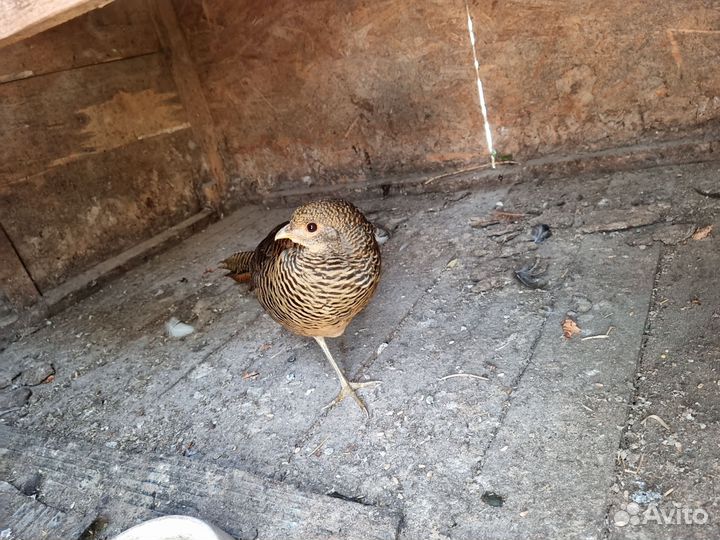 Золотой фазан