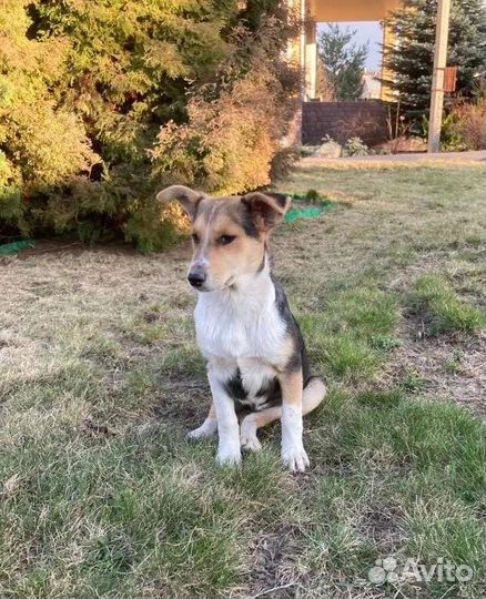 Щенок ищет дом