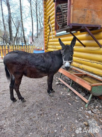 Лошадь
