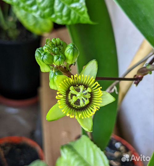 Пассифлора (маракуйя), 8 видов