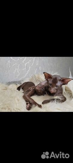 Ориентальные котята