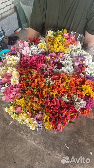 Альстромерия