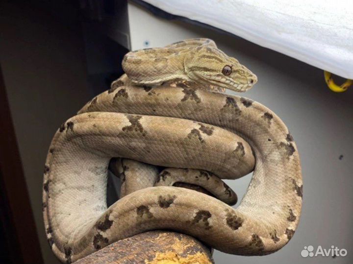 Садовый удав