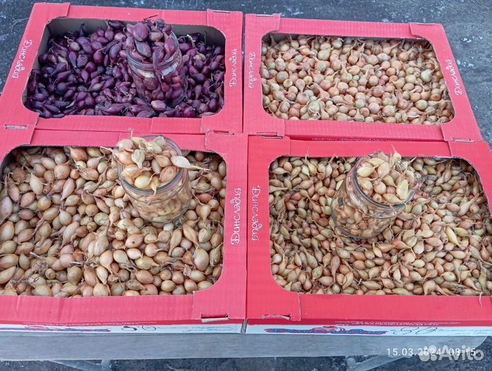 Лук-севок Стурон, Штутгартер, Кармен