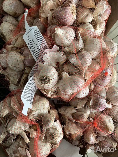 Лук севок, чеснок, семена