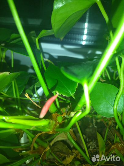 Антуриум мини темно-розовый