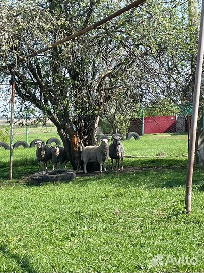 Катумские овцы(полукровки)