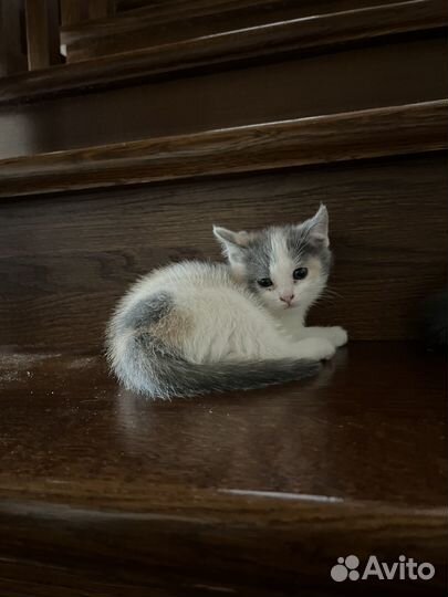 Котята в добрые руки бесплатно
