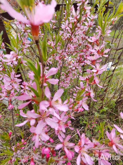 Миндаль декоративный