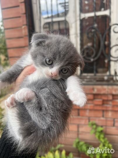Котята