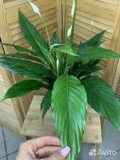 Спатифиллум