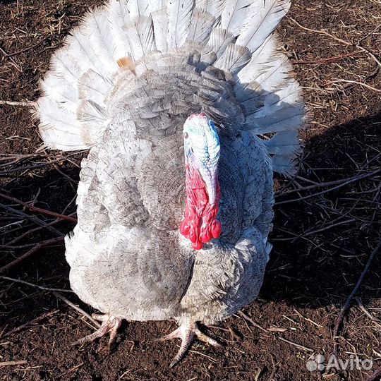Инкубационное яйцо индейки