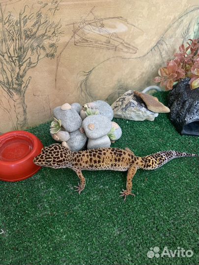 Террариум и эублефар