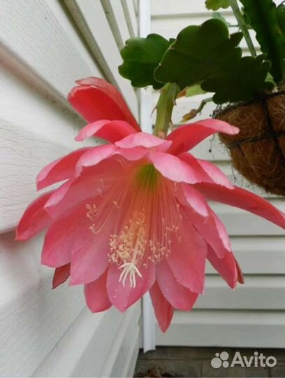 Эпифиллум Бевертайл (Epiphyllum Beavertail)