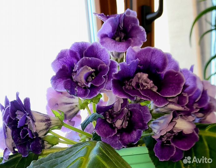 Глоксиния махровая