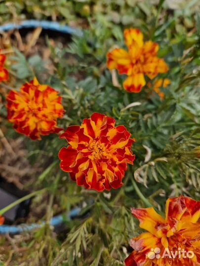 Рассада бархатцы низкие