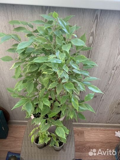 Фикус бенджамина Кинки