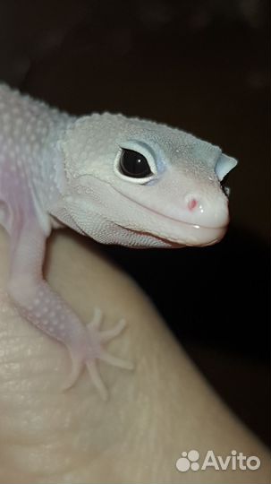 Близзард эублефар геккон
